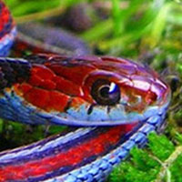 Blue Striped Garter Snake