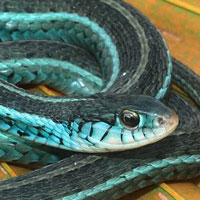 Bluestripe Ribbon Snake