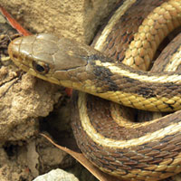 Eastern Garter Snake