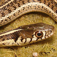 New Mexican Garter Snake