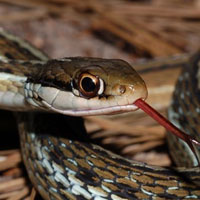 Peninsula Ribbon Snake