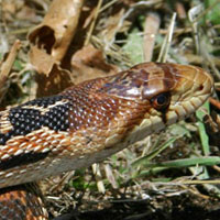 San Diego Gopher Snake