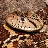 Sonoran Gopher Snake