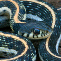 Western Black Garter Snake