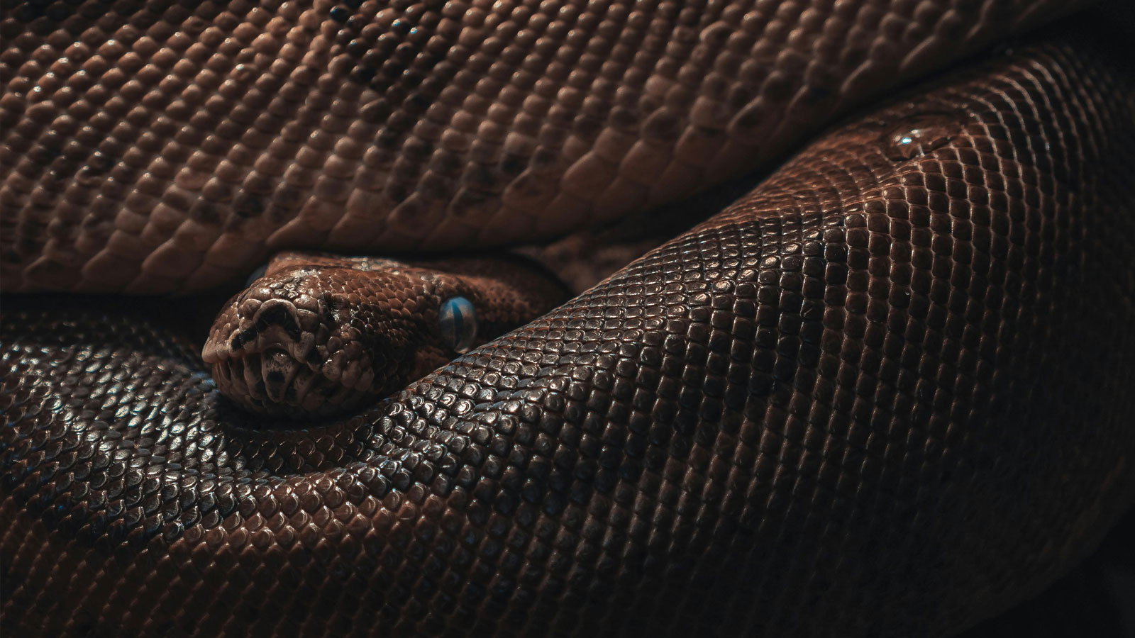 Corn Snake In The Wild 5