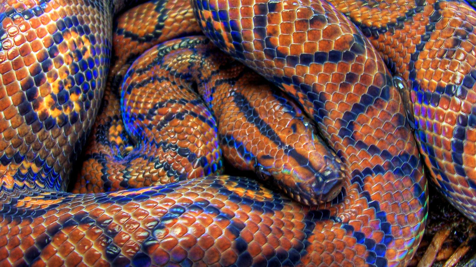 Corn Snake In The Wild 2