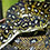 Diamond Python