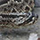 South American Rattlesnake
