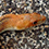 Baja California Pine Snake