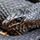 Black Pine Snake