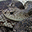 Florida Pine Snake