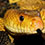 Mexican Pine Snake