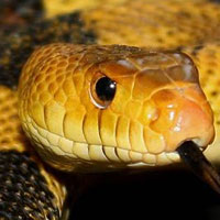 Mexican Pine Snake