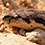 Rough-Scaled Sand Boa