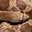 Southern Pine Snake