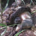 Argentine Boa