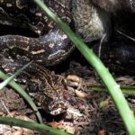 Argentine Boa