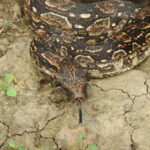 Argentine Boa