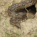 Argentine Boa