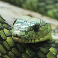 Jameson’s Mamba