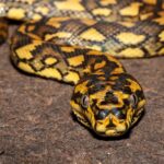 Jungle Carpet Python