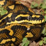 Jungle Carpet Python