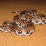 Western Rainbow Boa