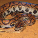 Western Rainbow Boa