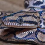 Western Rainbow Boa