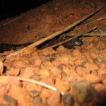 Calabar Burrowing Boa
