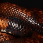 Calabar Burrowing Boa