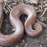 Colombian Rainbow Boa