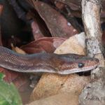 Colombian Rainbow Boa
