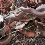 Colombian Rainbow Boa