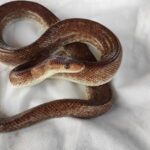 Colombian Rainbow Boa