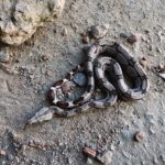 Common Boa