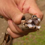 Common Boa