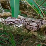 Common Boa