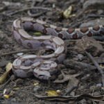 Common Boa