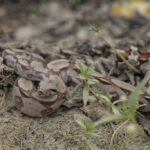 Common Boa