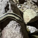 Desert Rosy Boa