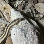 Desert Rosy Boa