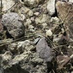 Desert Rosy Boa