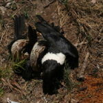 Dumeril Boa