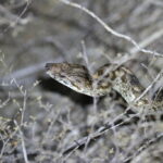 Dumeril Boa