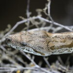 Dumeril Boa