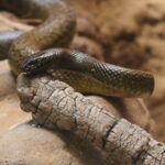 Inland Taipan