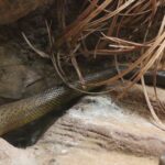 Inland Taipan