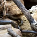 Inland Taipan