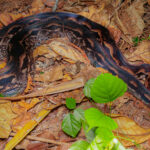 Madagascar Ground Boa